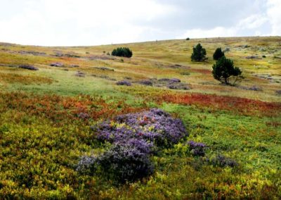 Le Mont Lozère