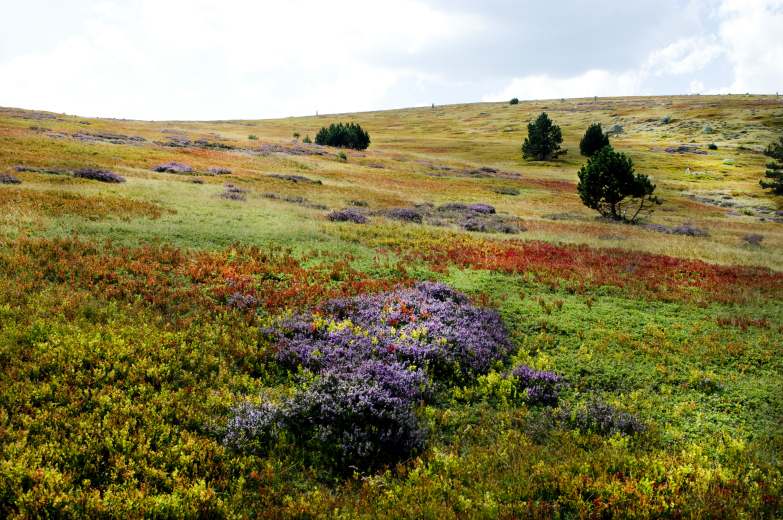 Le Mont Lozère