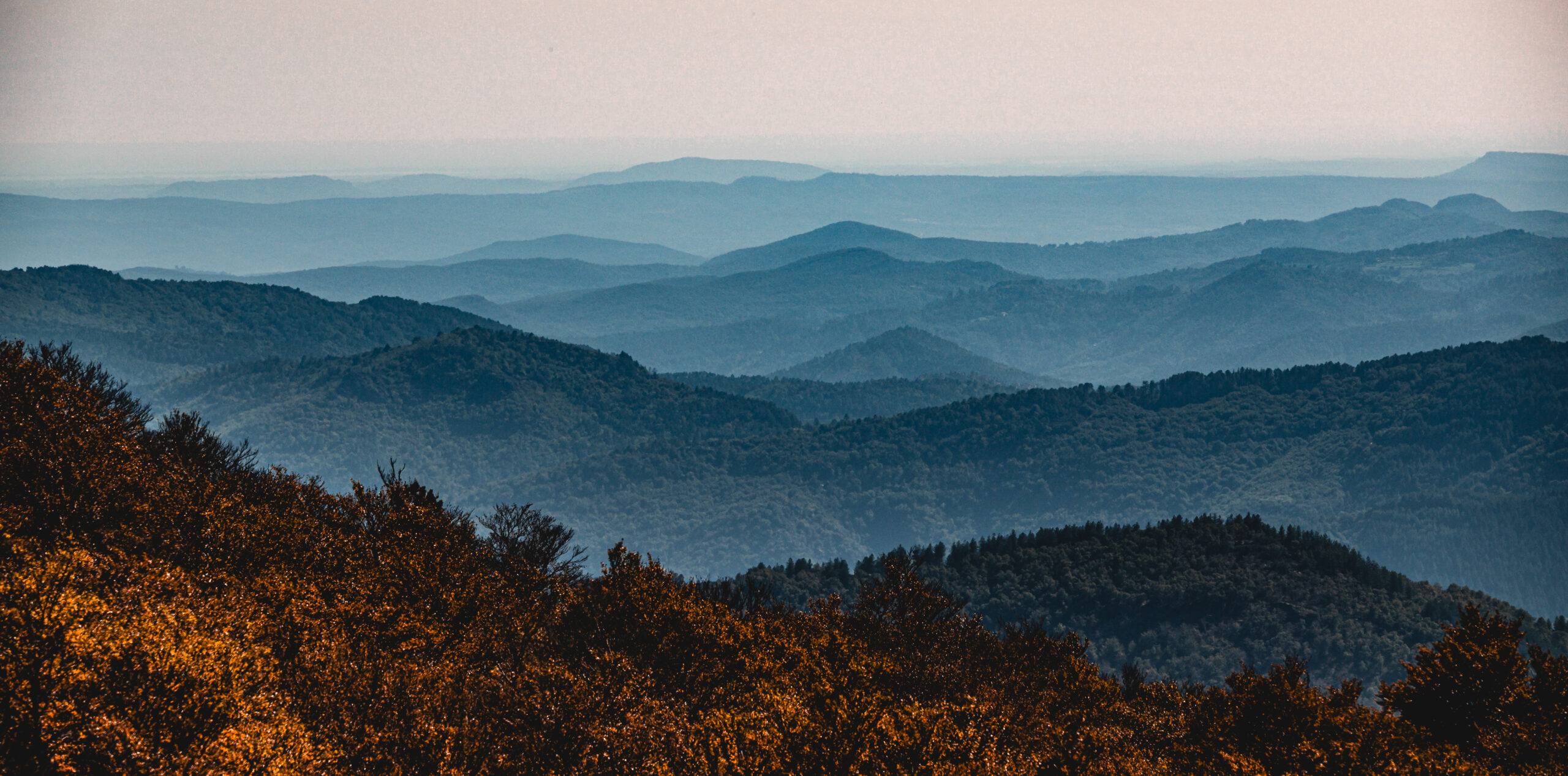 cevennes