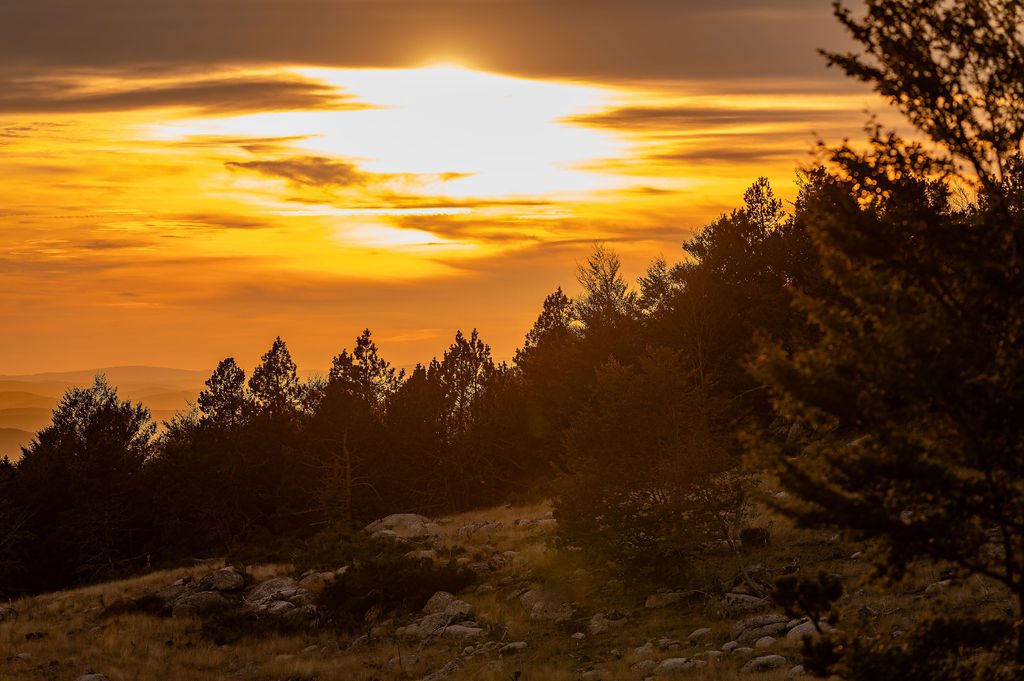cevennes