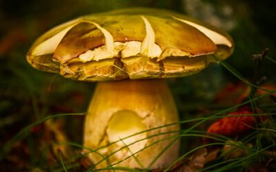 Champignons et randos au bord du lac