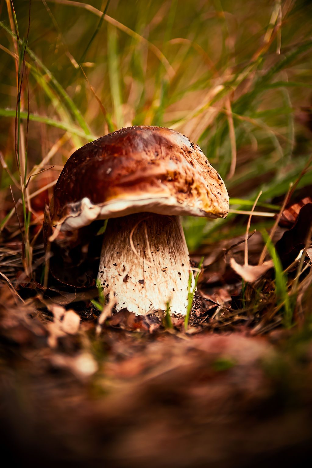 champignons, cèpes, Villefort, Lozère, Occitanie