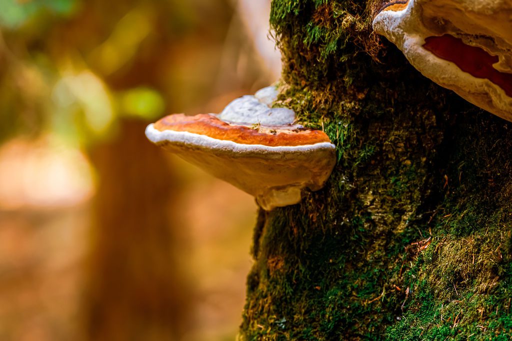 Champignons, automne, Villefort, Lozère, Occitanie